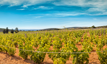 Terroir Cantina Giba