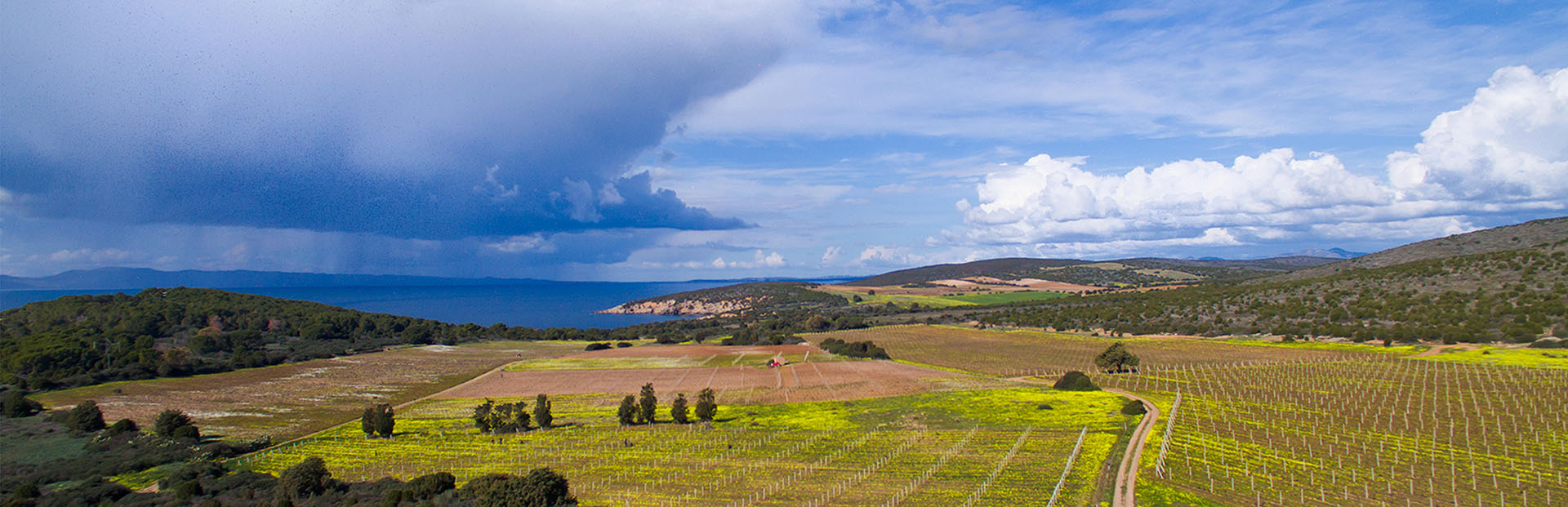 vigne-terroir-cantina-giba-sardegna