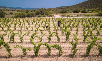 terroir-Cantina-Giba